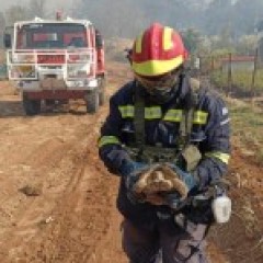 Κάθε μορφή ζωής πολύτιμη για τους εθελοντές της ΕΠ.ΟΜ.Ε.Α. Κάθε μορφή ζωής πολύτιμη για τους εθελοντές της ΕΠ.ΟΜ.Ε.Α.